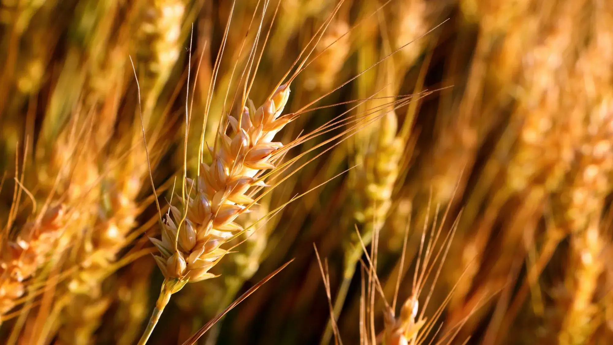 Read more about the article Wheat: A Key Crop for Global Food Security and Economic Development